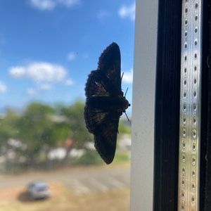 Meet your Posher, Mālie